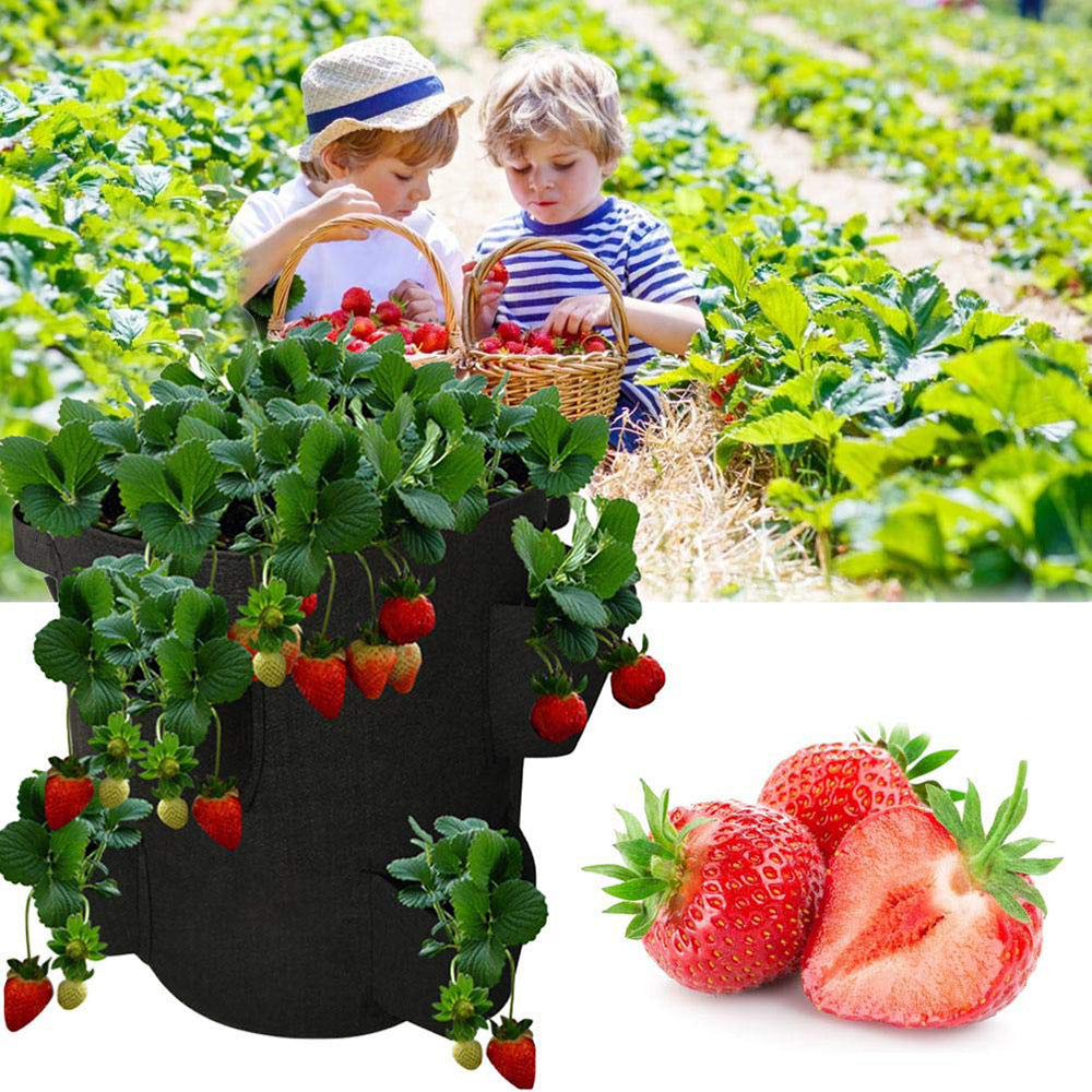 Fruit and vegetables grow bag - Image 13
