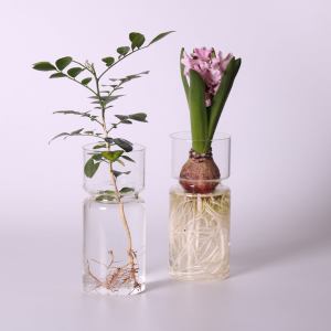 Hyacinth flower glass vase